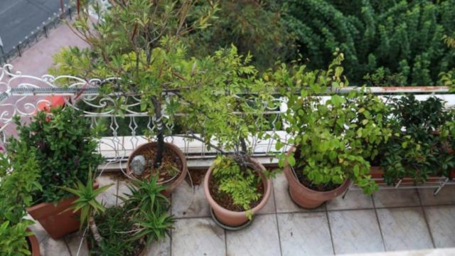 Μόνιμα καθαρό μπαλκόνι: Το έξυπνο τρικ για να μη μένουν λεκέδες από τις γλάστρες με τα φυτά