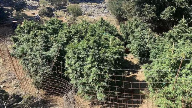 Καλαμάτα: Πήγαν να σβήσουν την φωτιά και «σκόνταψαν» σε χασισοφυτεία