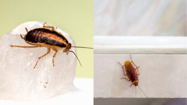 Κατατροπώστε τις κατσαρίδες με 1 φυσικό κόλπο και απαλλαγείτε οριστικά από τον ενοχλητικό μπελά