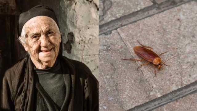 Το μυστικό της γιαγιάς κάνει θαύματα: Το κόλπο με ένα απλό υλικό που διώχνει κατσαρίδες, μυρμήγκια και μυρωδιές