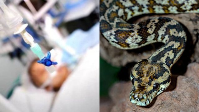 Ευχάριστα νέα για την 4χρονη που τη δάγκωσε φίδι – Ανταποκρίνεται στην αγωγή, βγήκε από τη ΜΕΘ (video)