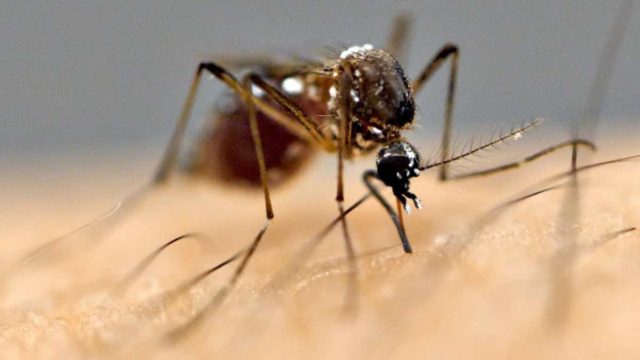 Μόνο έτσι θα σωθείτε: 4 απλά και έξυπνα κόλπα για να κρατήσετε τα κουνούπια μακριά σας