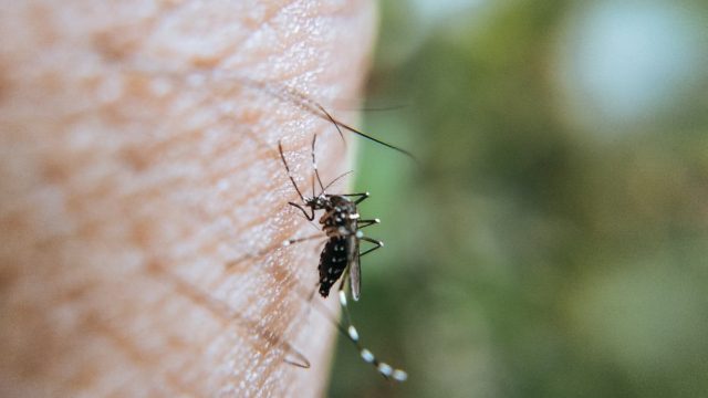 Ποτέ ξανά τσιμπήματα και φαγούρα: Το άγνωστο φυσικό εντομοαπωθητικό που εξαφανίζει τα κουνούπια και το έχουμε στην κουζίνα μας