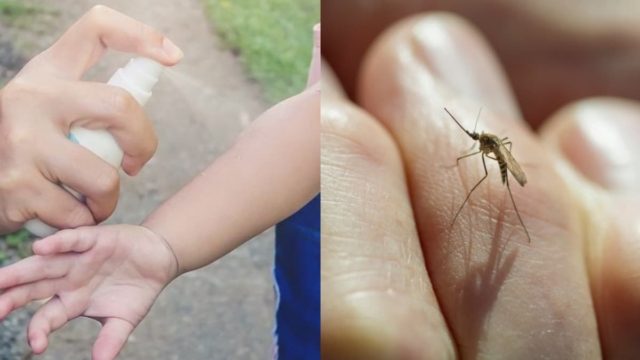 Καλοκαίρι χωρίς κουνούπια; Το σπιτικό απωθητικό σπρέι με το αλάτι και 1 ακόμα υλικό που θα σας σώσει