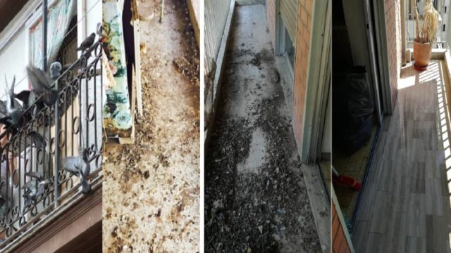 Κουτσουλιές και βρώμα από περιστέρια: Τα 6+1 “μυστικά” υλικά για να καθαρίσετε τα μπαλκόνια σας από τα περιττώματα