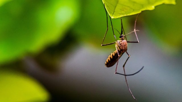 Εσύ το ήξερες; Αυτός είναι ο λόγος που τα κουνούπια τσιμπούν εσένα και όχι τον διπλανό σου