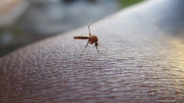 Τα μοιραία λάθη που προσελκύουν τα κουνούπια στην αυλή σας – Οι μεγάλες παγίδες