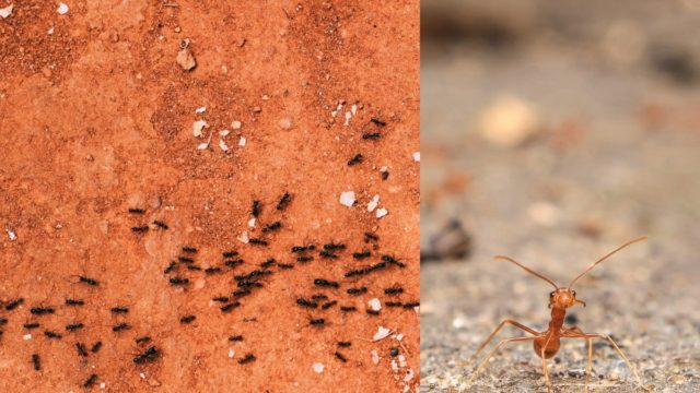 Φαστ εξολόθρευση: 4 tips να διώξετε τα μυρμήγκια από το σπίτι μια και καλή