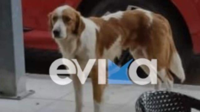 Νέα κτηνωδία στην Εύβοια: Πυροβόλησαν τον αδέσποτο σκύλο «μασκότ» της Κύμης