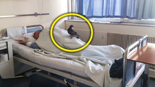 Περιστέρι “επισκεπτόταν” έναν παππού στο νοσοκομείο κάθε μέρα – Οι υπεύθυνοι ανακάλυψαν έναν σοκαριστικό λόγο