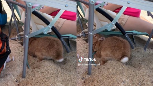 Viral σκηνικό: Κοπέλα έβγαλε το κουνέλι της να πάρει αέρα στην… παραλία (video)