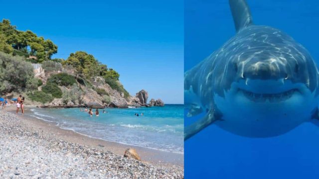 Αυτές είναι οι παραλίες της Ελλάδας όπου έχουν κάνει την εμφάνισή τους καρχαρίες! Ποιες είναι μια “ανάσα” από την Αθήνα;