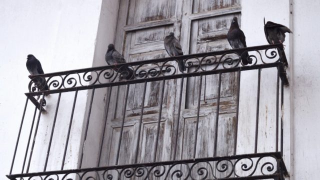 Περιστέρια στο μπαλκόνι; Αυτά είναι τα σημάδια που δείχνουν ότι φωλιάζουν σπίτι σας