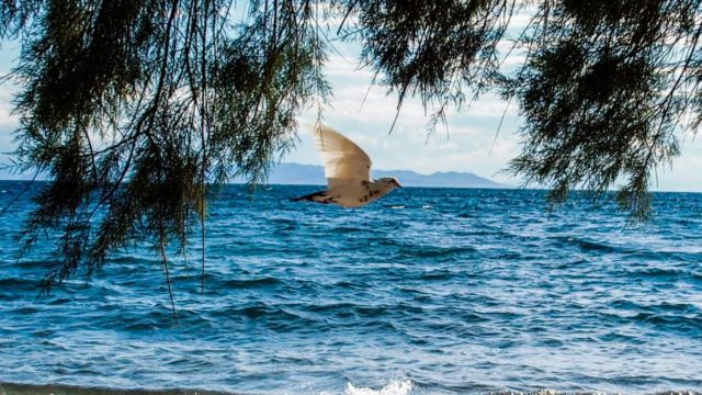 Η φωτογραφία της ημέρας: Ανοίγει ο καιρός και η φύση «οργιάζει»
