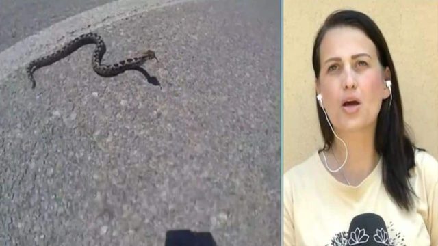 «Ήταν 26 Μαΐου. Ένιωσα το γδαρσιματάκι, είπα το όνομά μου και από εκεί μετά τίποτα! Οι προσευχές με γύρισαν πίσω» – Τα πρώτα λόγια της 39χρονης που τη δάγκωσε οχιά στη Θεσσαλονίκη (Video)