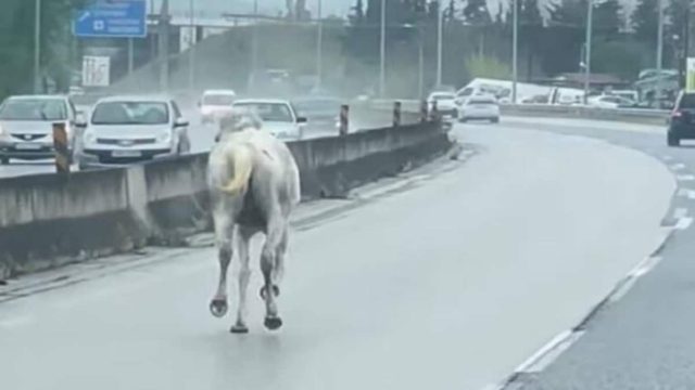 Συναγερμός στη Θεσσαλονίκη: Αναστάτωση στην εθνική οδό – Άλογα έτρεχαν μέσα στο δρόμο