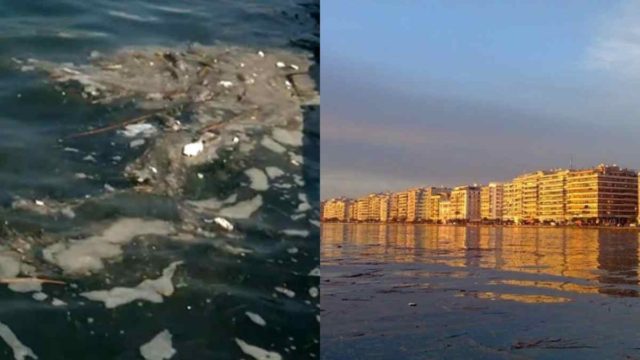 Αηδιαστικό θέαμα στη Θεσσαλονίκη: O Θερμαϊκός γέμισε πνιγμένους αρουραίος – Πού αποδίδεται το φαινόμενο (Video)