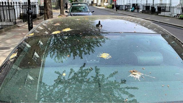 Εσύ το ήξερες; Αυτό είναι το χρώμα του αυτοκινήτου που προτιμούν τα περιστέρια για τις κουτσουλιές τους