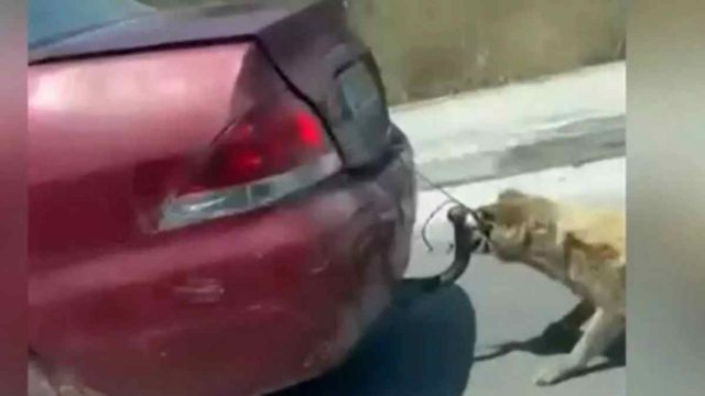 Κτηνωδία στη Ζάκυνθο: Με εγκαύματα ο σκύλος που τον έσερνε 75χρονος με το αυτοκίνητο του  – Το πρόστιμο που επιβλήθηκε