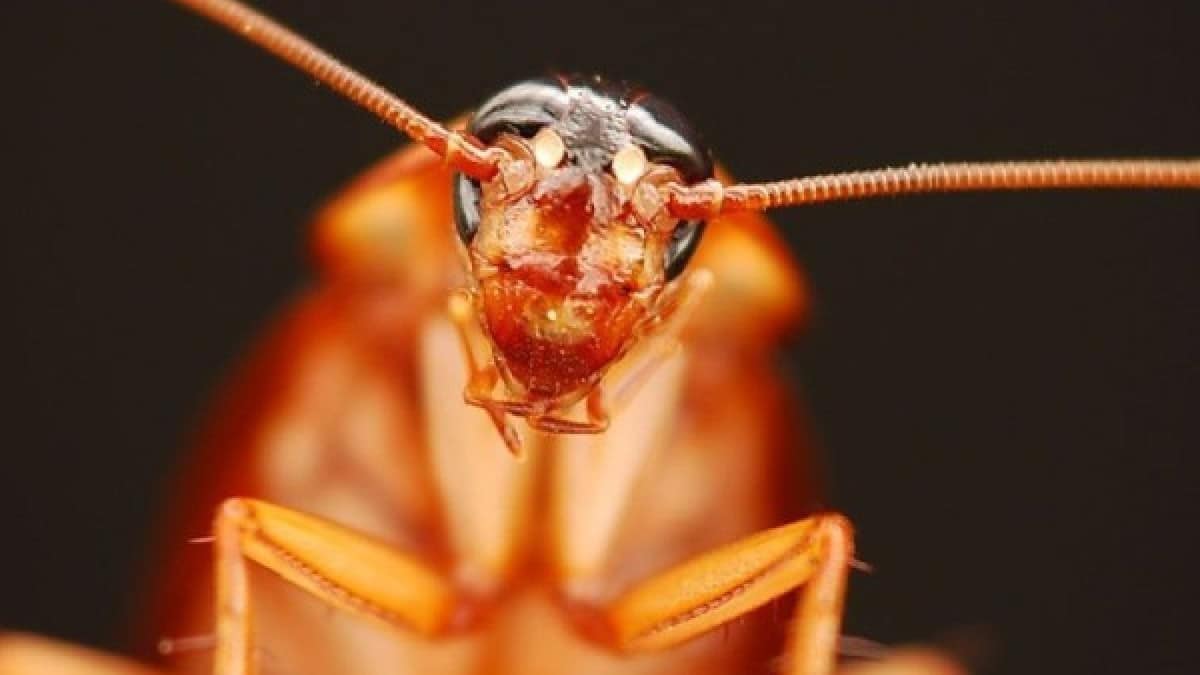 Βάλτε τέλος στον εφιάλτη: 5 Tips για να διώξετε τις ενοχλητικές κατσαρίδες από το σπίτι σας