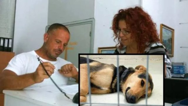 Αυτός είναι ο ΑΝΘΡΩΠΟΣ που υιοθέτησε παράλυτο σκύλο χωρίς καν να τον έχει δει!