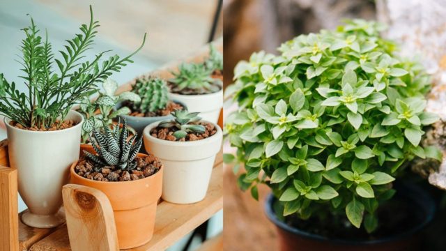 Αφυδατωμένα φυτά: 6 βασικά tips για να αναζωογονήσετε τα λουλούδια του μπαλκονιού άμεσα και δραστικά