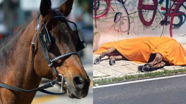 «Εδώ και χρόνια φωνάζουμε για τις άμαξες» – Ξεσπούν οι φιλόζωοι για τον θάνατο του αλόγου στην Κέρκυρα (video)