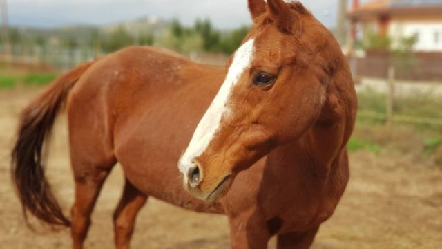 Αποτροπιασμός στα Χανιά: Άφησε το άλογό του επί μέρες δεμένο κάτω από τον ήλιο χωρίς τροφή και νερό ώσπου ξεψύχησε