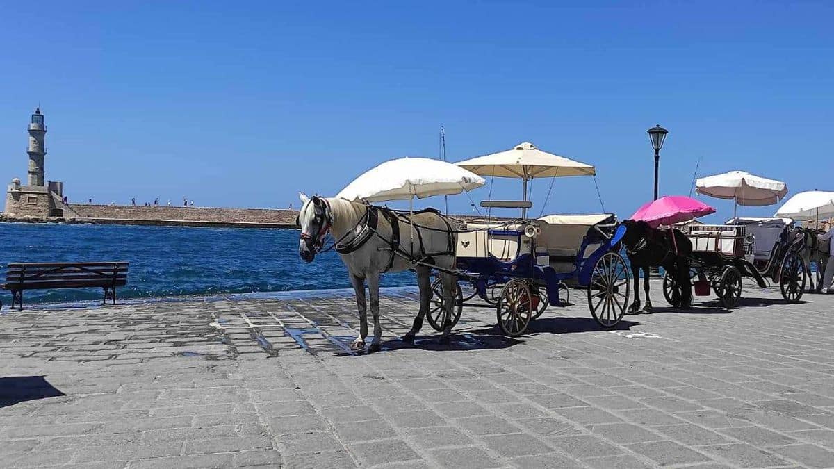 Θλιβερή εικόνα στα Χανία: Άλογα άμαξας περιμένουν τον επόμενο πελάτη εν μέσω καύσωνα