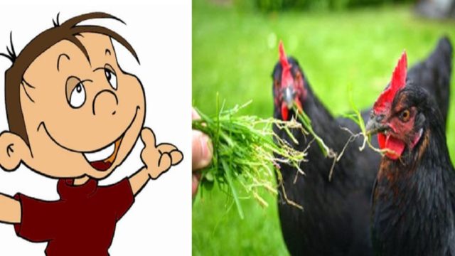 O Τοτός και η τροφή για τις κότες… Το ανέκδοτο της ημέρας (22/7)