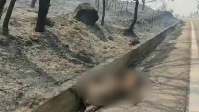 Σπαρακτικά πλάνα με νεκρά ελάφια από τη φωτιά στη Ρόδο – Πολύ σκληρό βίντεο