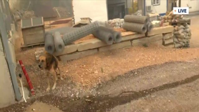 Φωτιά στη Μάνδρα: Απανθρωπιά! Άφησαν σκυλί δεμένο σε επιχείρηση – «Δεν υπάρχει κάποιος άλλος εδώ μέσα…» – Οργή του ρεπόρτερ που δεν πίστευε στα μάτια του (Video)