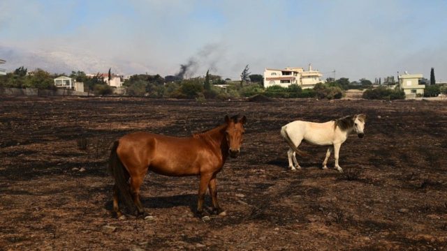 Φωτιά στο Νέο Κουβαρά: «Κάηκαν εκατοντάδες ζώα!» – Δραματική περιγραφή από την πρόεδρο φιλοζωικής οργάνωσης, Νατάσσα Μπομπολάκη (Video)
