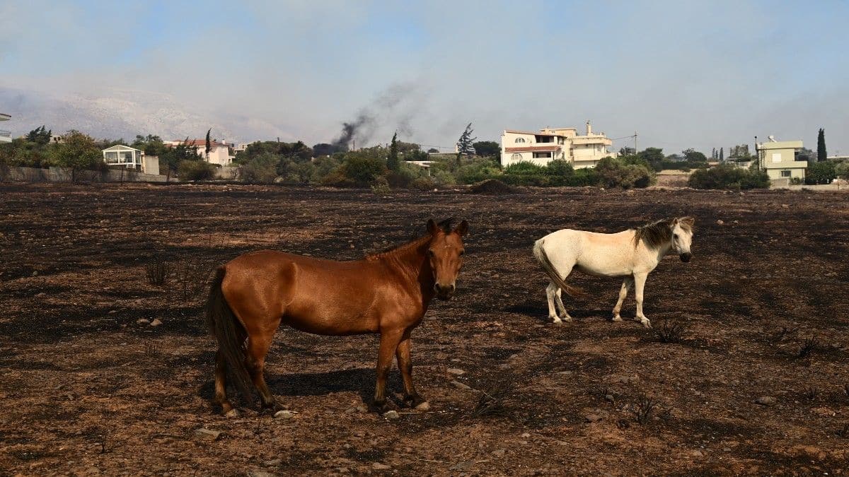 Φωτιά στο Νέο Κουβαρά: «Κάηκαν εκατοντάδες ζώα!» – Δραματική περιγραφή από την πρόεδρο φιλοζωικής οργάνωσης, Νατάσσα Μπομπολάκη (Video)