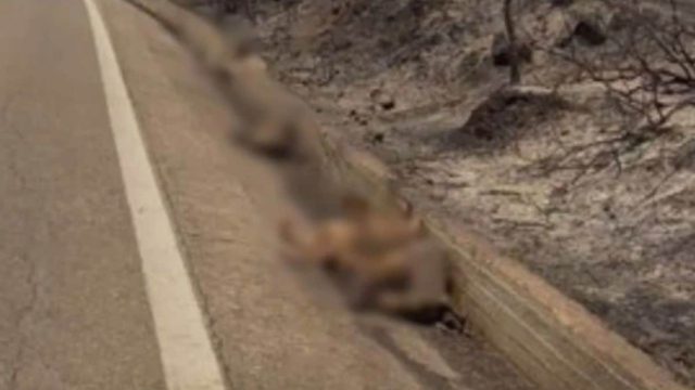 Φωτιά στη Ρόδο: Θύματα της πύρινης λαίλαπας ελάφια, αιγοπρόβατα και άλλα ζώα
