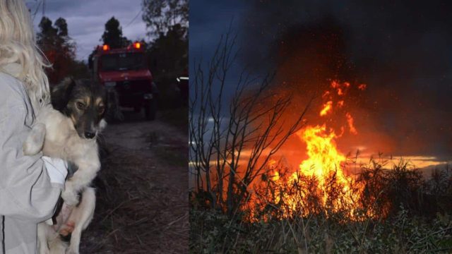 «Αυτή τη στιγμή θέλω να πεθάνω»: Συγκλονίζει η υπεύθυνη του καταφυγίου ζώων που κάηκε στο Λαγονήσι