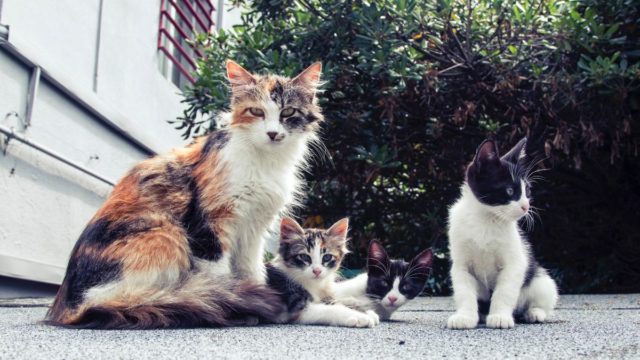 «Τσουχτερό» πρόστιμο για 76χρονο που εγκατέλειψε γατάκια σε κούτα – 30 χιλιάδες ευρώ για το καθένα