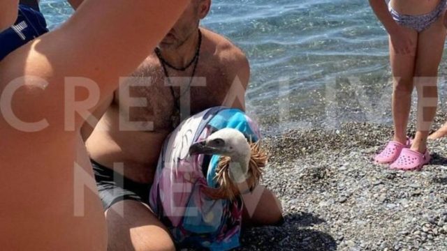 Κρήτη: Λουόμενοι έκαναν μπάνιο στη θάλασσα και δίπλα τους κατέρρεε γυπαετός – Το δεύτερο περιστατικό μέσα σε δύο 24ωρα (photo)