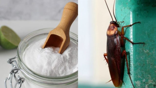 Ιπτάμενες κατσαρίδες στο μπαλόνι σας; «Πασπαλίστε» με μαγειρική σόδα και 1 ακόμα υλικό και απαλλαγείτε οριστικά από αυτόν τον εφιάλτη