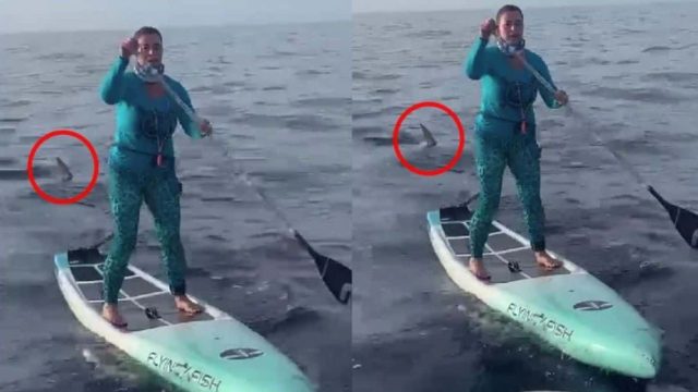 Τρομακτικό βίντεο: Καρχαρίας καταδιώκει γυναίκα ενώ έκανε SUP σε αγώνες