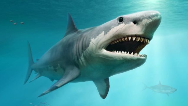 Καρχαρίες στην Φλόριντα είναι εθισμένοι στην κοκαΐνη – Οι αλλοπρόσαλες συμπεριφορές που εμφάνισαν