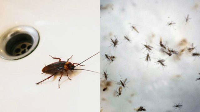 Εξοντώστε τα: Εξαφανίστε άμεσα κουνούπια, μύγες και κατσαρίδες από το σπίτι σας με αυτό το φυσικό εντομοαπωθητικό!