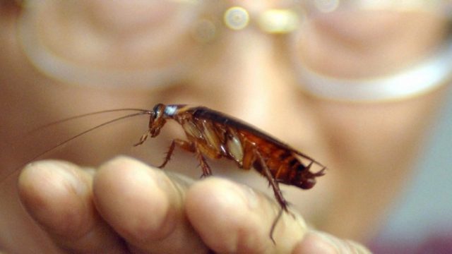 Θα την κάνουν με ελαφρά πηδηματάκια: Το απρόσμενο υλικό της κουζίνας που σιχαίνονται να μυρίζουν οι κατσαρίδες