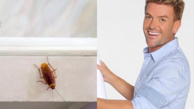 «Κόκκινο πανί» για τις κατσαρίδες από τον Σπύρο Σούλη – Το μοσχομυριστό υλικό που απεχθάνονται