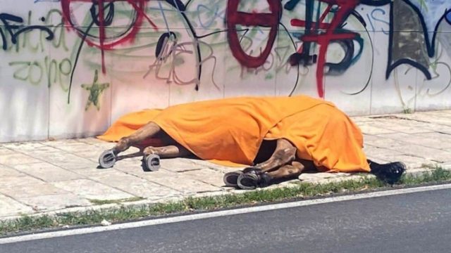 Κέρκυρα: Ελεύθερος υπό όρους ο 76χρονος αμαξάς για τον θάνατο του αλόγου – Αντιδράσεις από φιλοζωικές οργανώσεις (video)