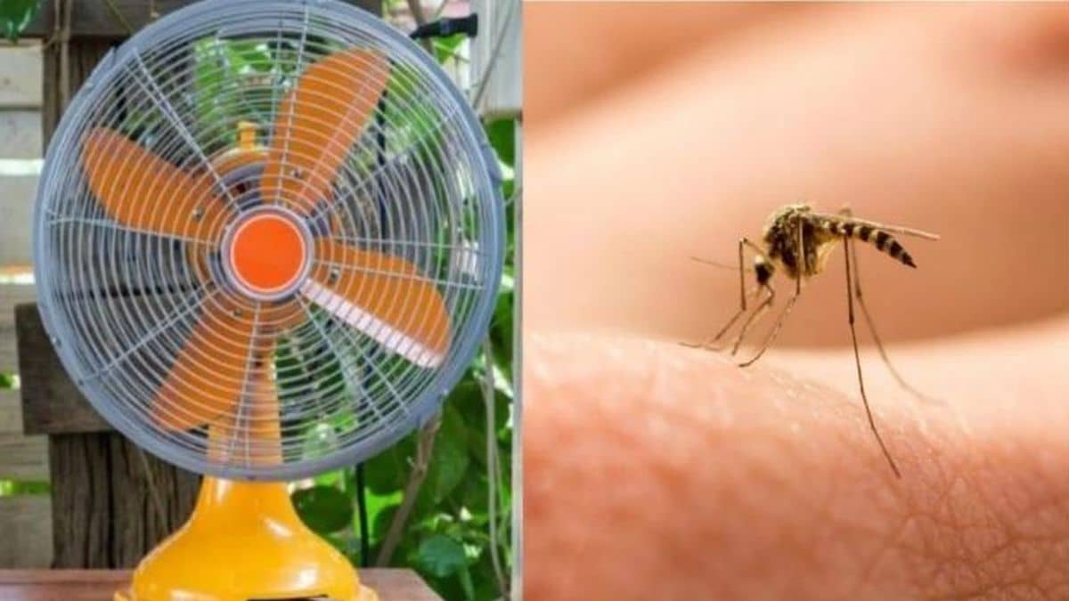 Ούτε ταμπλέτα, ούτε φιδάκι: Με έναν ανεμιστήρα και ανθρακούχο νερό σκοτώνεις μέχρι και 4.000 κουνούπια σε μία νύχτα