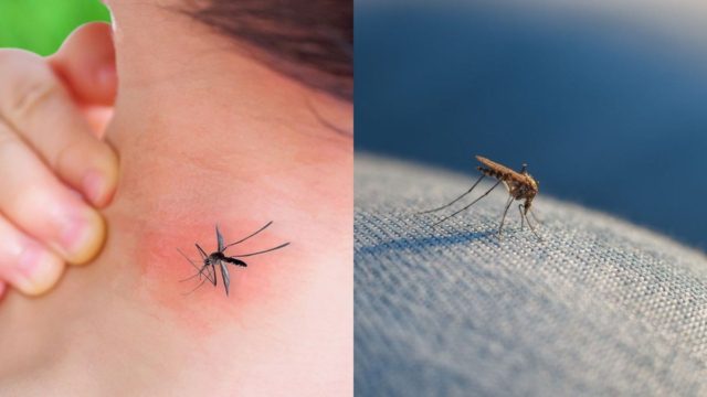 Ούτε μαγειρική σόδα, ούτε ξύδι: Το κόλπο με τα ρούχα για να απωθήσετε τα κουνούπια