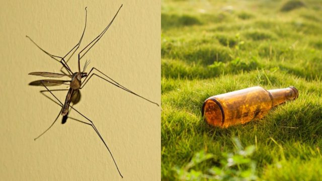 Πάρτε τα μέτρα σας! Τι ελκύει τα κουνούπια σαν μαγνήτης και τι τα απωθεί