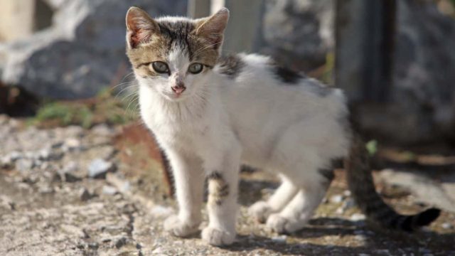 Αδιανόητη κτηνωδία: Νεαρός σκότωνε γατάκια γιατί έβρισκε ευχαρίστηση – Τα έπνιγε και τα έβαζε σε φούρνο μικροκυμάτων