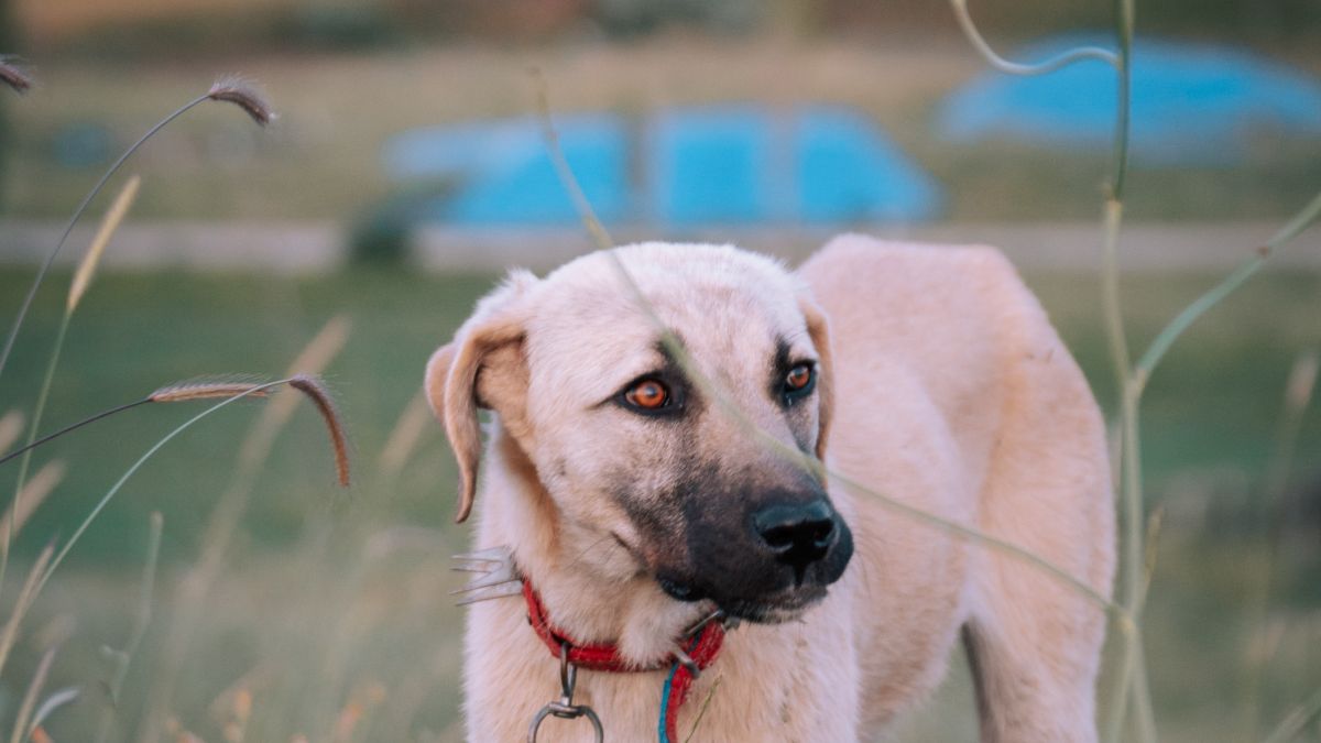 Αποτροπιασμός για νέα κτηνωδία στην Πρέβεζα: Έσερνε αδέσποτο σκύλο με το ποδήλατό του – Κατέληξε το άτυχο ζώο